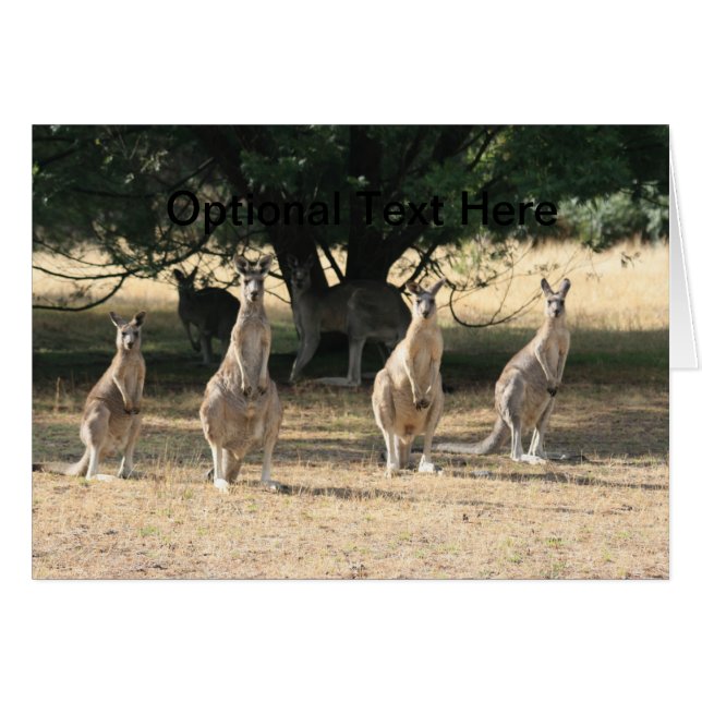 Kängurus in einer Reihe (Vorderseite (Horizontal))