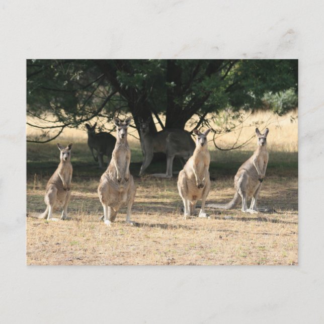 Kängurus in einer Reihe Postkarte (Vorderseite)
