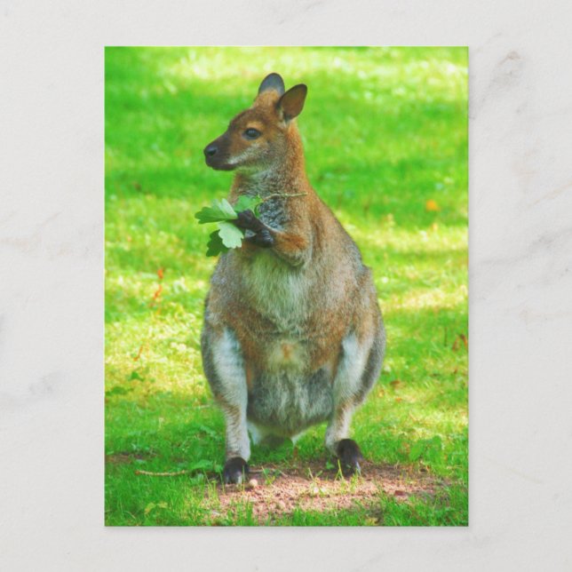 Kängurus mit Eichen-Blätter Postkarte (Vorderseite)