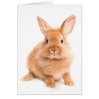 Kaninchen