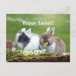 Kaninchen 8 Osterpostkarte Postkarte