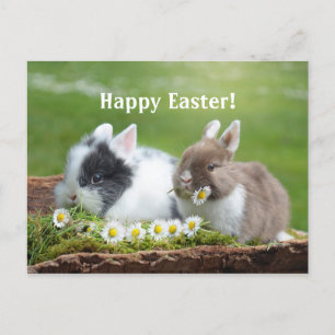 Kaninchen 8 Osterpostkarte Postkarte