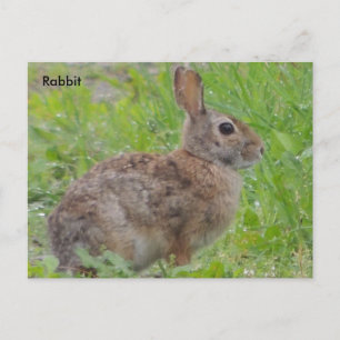 Kaninchen (A) Postkarte
