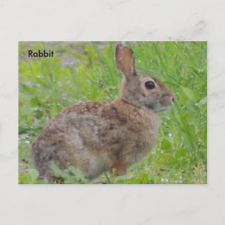 Kaninchen (A) Postkarte