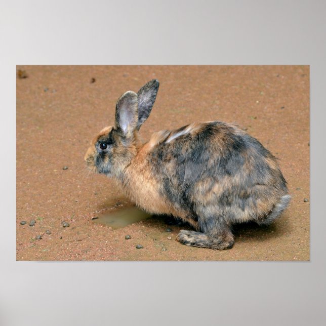 Kaninchen am Boden Poster (Vorne)