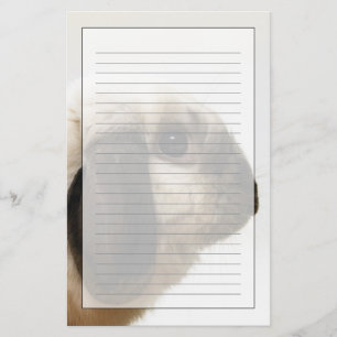 Kaninchen, das Kaninchen betrachtet Briefpapier
