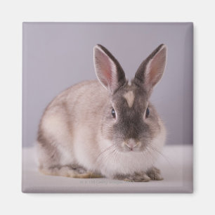 Kaninchen, einfacher Hintergrund, Tier, weiße Magnet