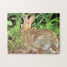 Kaninchen-Foto