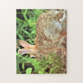 Kaninchen-Foto