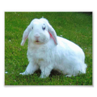 Kaninchen-Foto Fotodruck