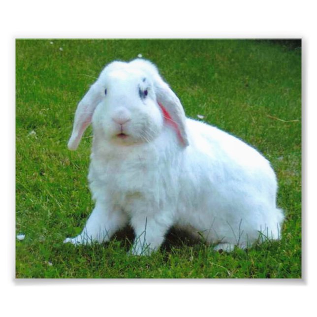 Kaninchen-Foto Fotodruck (Vorne)