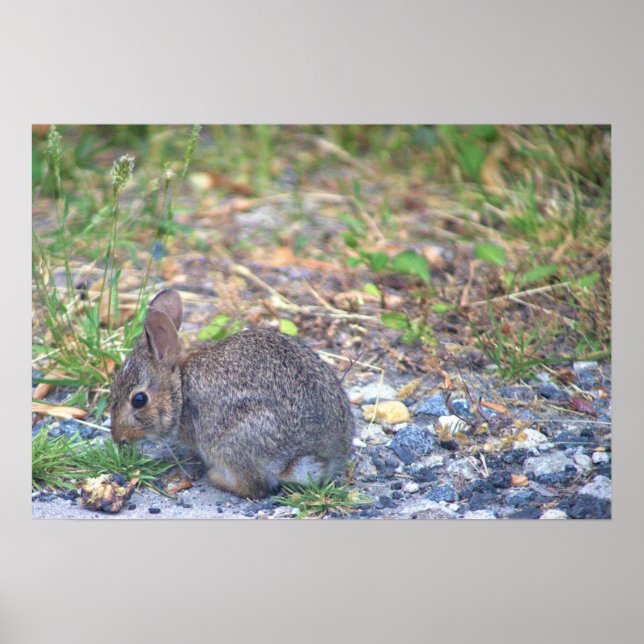Kaninchen-Foto Poster (Vorne)