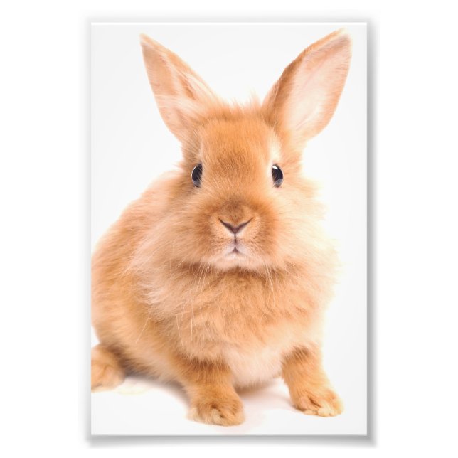 Kaninchen Fotodruck (Vorne)