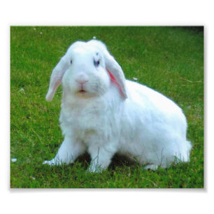 Kaninchen-Fotodruck Fotodruck