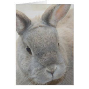 Kaninchen fotografiert durch Tutti