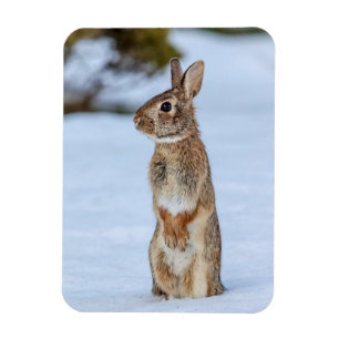 Kaninchen im Schnee Magnet