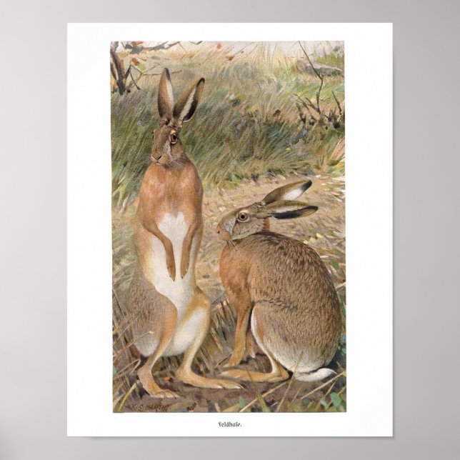Kaninchen in der Feldausdruck Poster (Vorne)