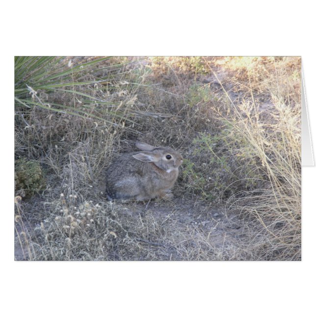 Kaninchen in der Graskarte (Vorderseite (Horizontal))
