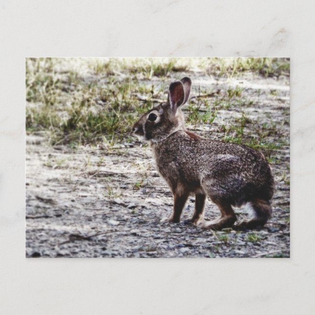 Kaninchen in der Wildnis Postkarte (Vorderseite)
