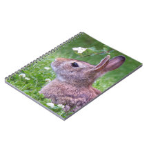 Kaninchen in Gras Frühjahr Tierfotografie