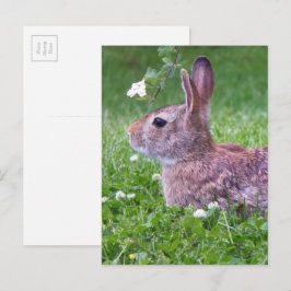 Kaninchen in Gras Frühjahr Tierfotografie Postkarte