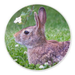 Kaninchen in Grastierfotografie Keramikknauf