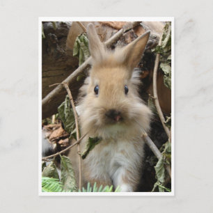 Kaninchen, Kaninchen Postkarte