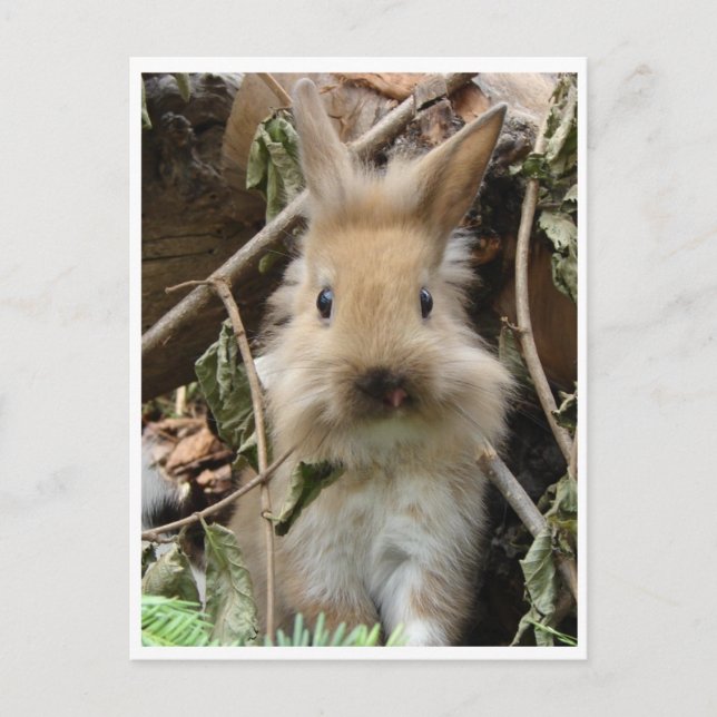 Kaninchen, Kaninchen Postkarte (Vorderseite)