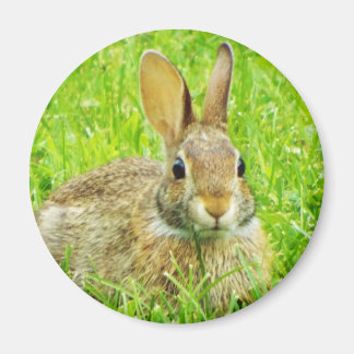 Kaninchen Magnet