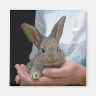 Kaninchen Magnet
