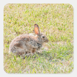 Kaninchen - Ostern - Wildnis - Tier Quadratischer Aufkleber