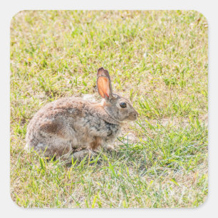 Kaninchen - Ostern - Wildnis - Tier Quadratischer Aufkleber