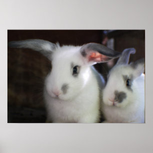 Kaninchen Poster