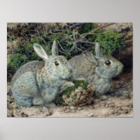 Kaninchen