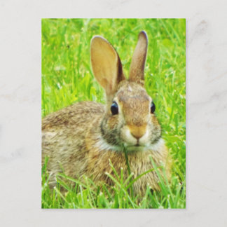 Kaninchen Postkarte
