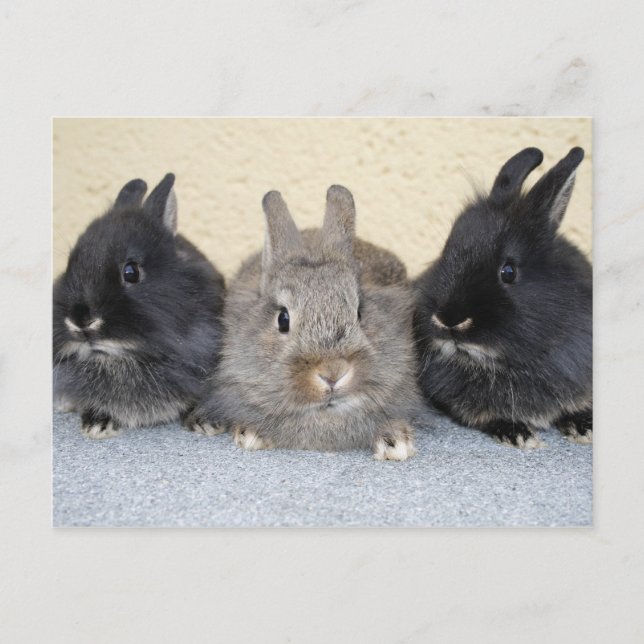 Kaninchen Postkarte (Vorderseite)