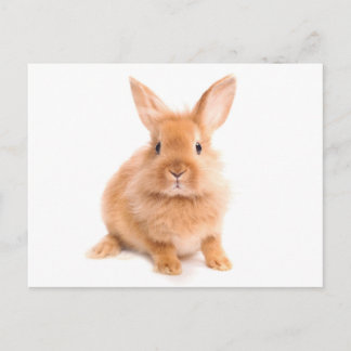 Kaninchen Postkarte