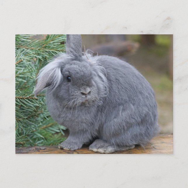 Kaninchen Postkarte (Vorderseite)