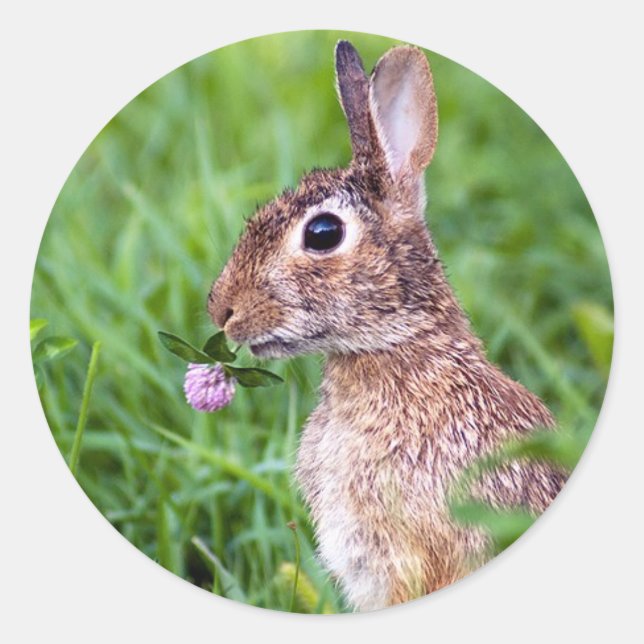 Kaninchen Runder Aufkleber (Vorderseite)