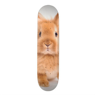 Kaninchen Skateboard