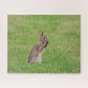 Kaninchen stehend im Gras und schüchtern aussehen