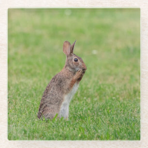 Kaninchen stehend im Gras und schüchtern aussehen Glasuntersetzer