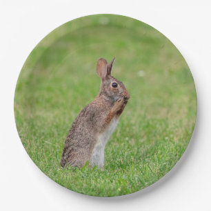 Kaninchen stehend im Gras und schüchtern aussehen Pappteller