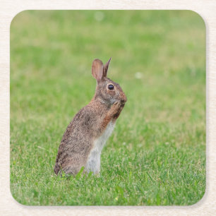 Kaninchen stehend im Gras und schüchtern aussehen Rechteckiger Pappuntersetzer