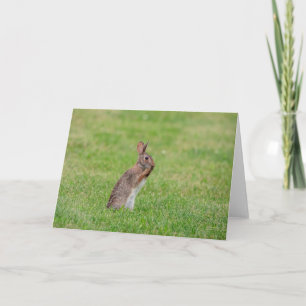 Kaninchen steht im Gras und sieht schüchtern aus Karte