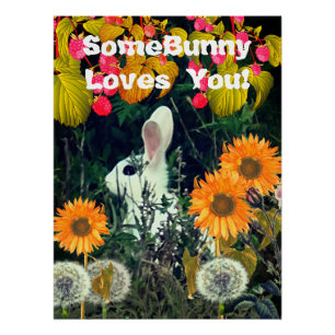 Kaninchen Tier Wildtiere  Poster