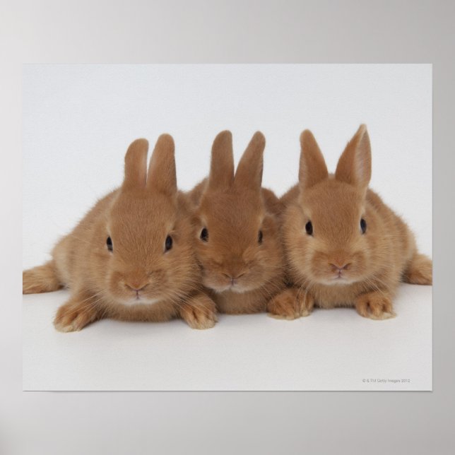 Kaninchen.Zwerge in den Niederlanden. Poster (Vorne)