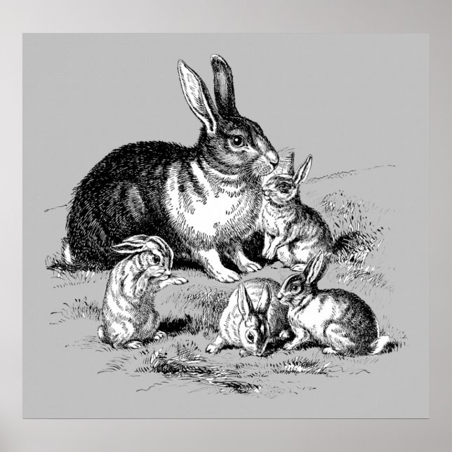 Kaninchenfamilie - Archivdruck Poster (Vorne)
