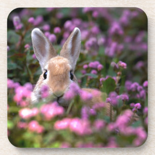 Kaninchenfarm Getränkeuntersetzer