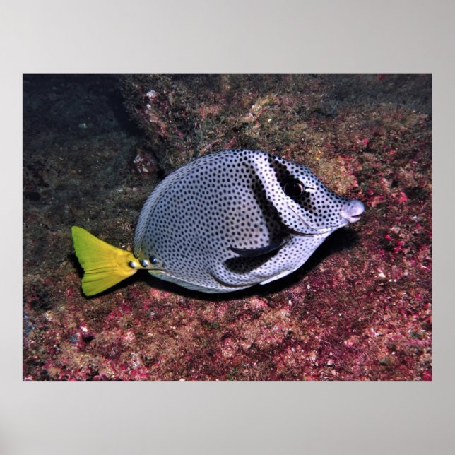 Kaninchenfisch Poster (Vorne)